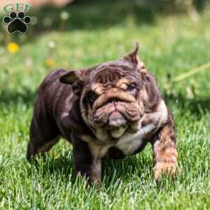 Chanel Cocoa, English Bulldog Puppy